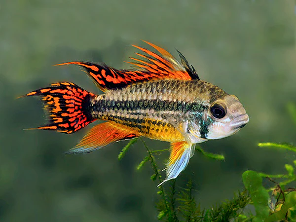 Unable to load img for "Cockatoo Dwarf Cichlid"