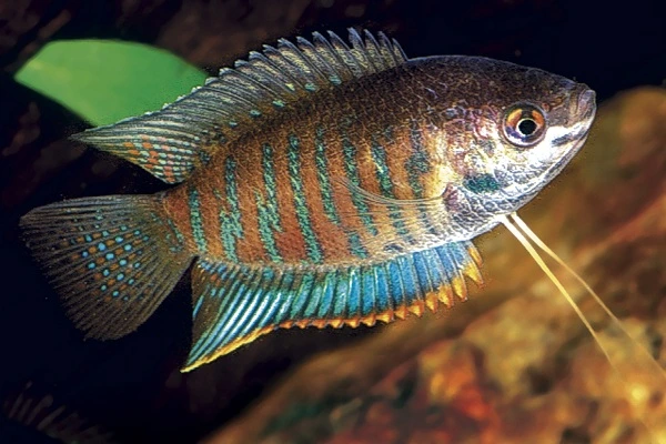 Unable to load img for "Banded Gourami"