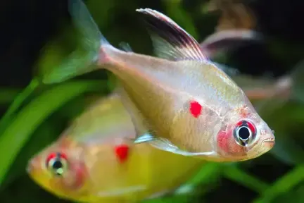 Unable to load img for "Bleeding Heart Tetra"