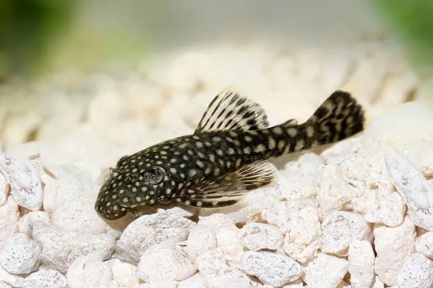 Unable to load img for "Bristlenose Pleco"