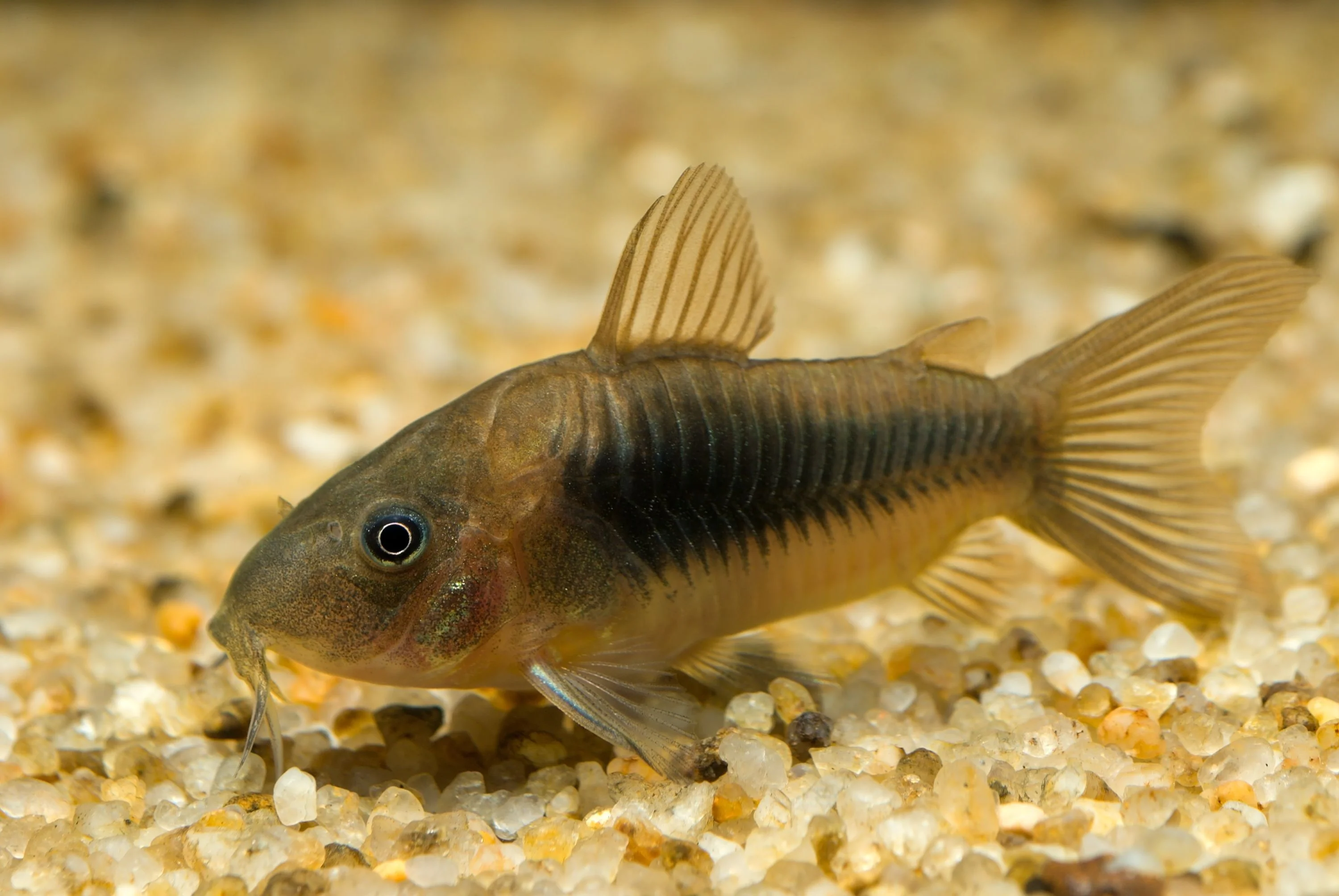 Unable to load img for "Bronze Corydoras"