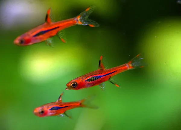 Unable to load img for "Chili Rasbora"