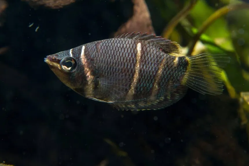Unable to load img for "Chocolate Gourami"