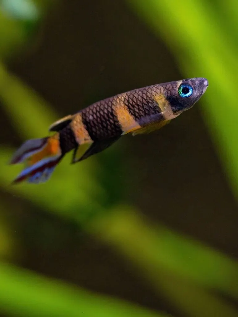 Unable to load img for "Clown Killifish"