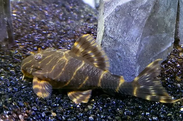 Unable to load img for "Clown Pleco"