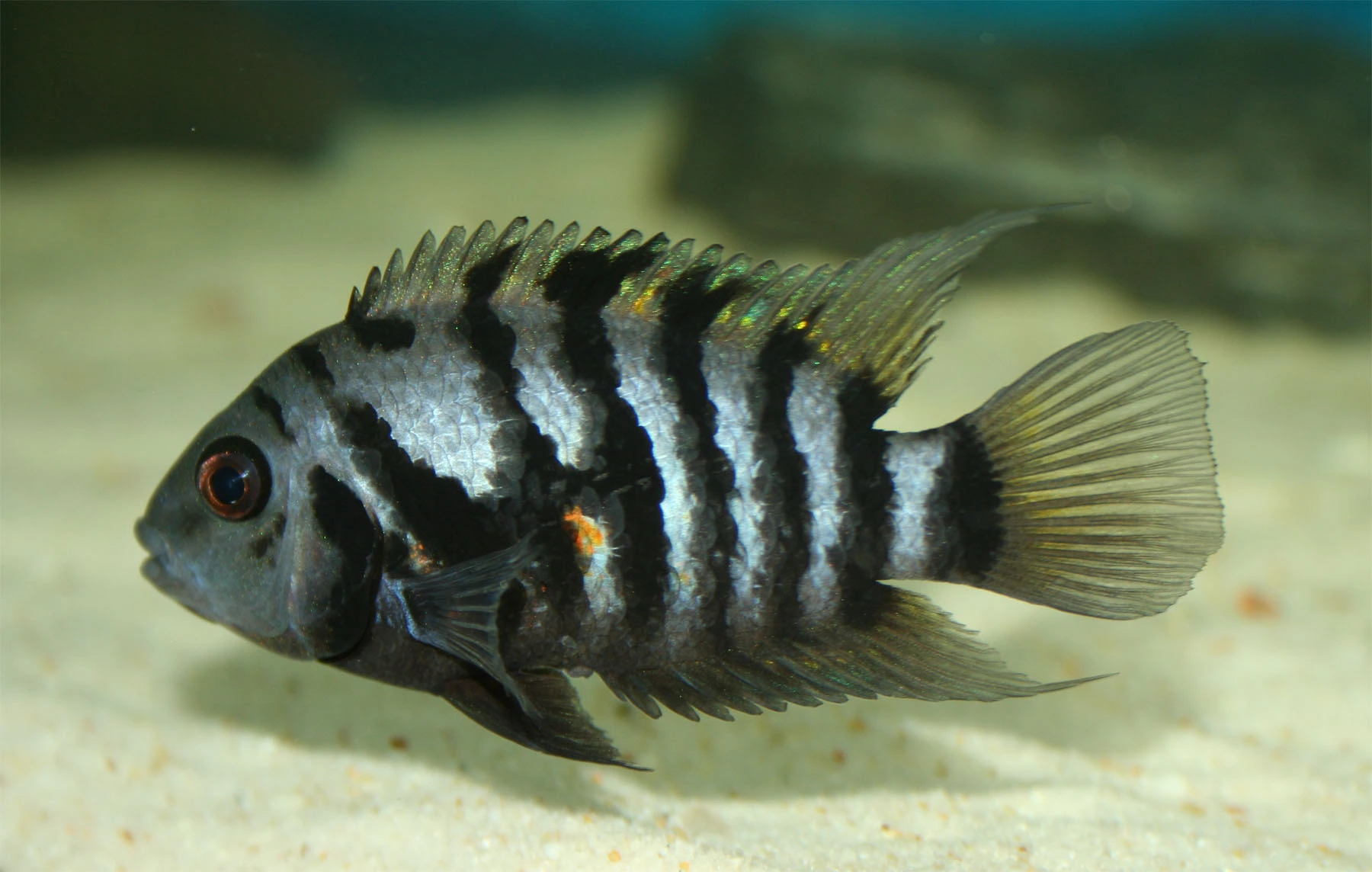Unable to load img for "Convict Cichlid"