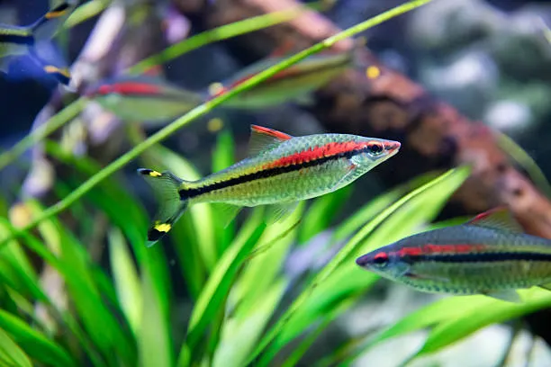 Unable to load img for "Denison Barb"