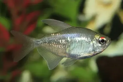 Unable to load img for "Diamond Tetra"