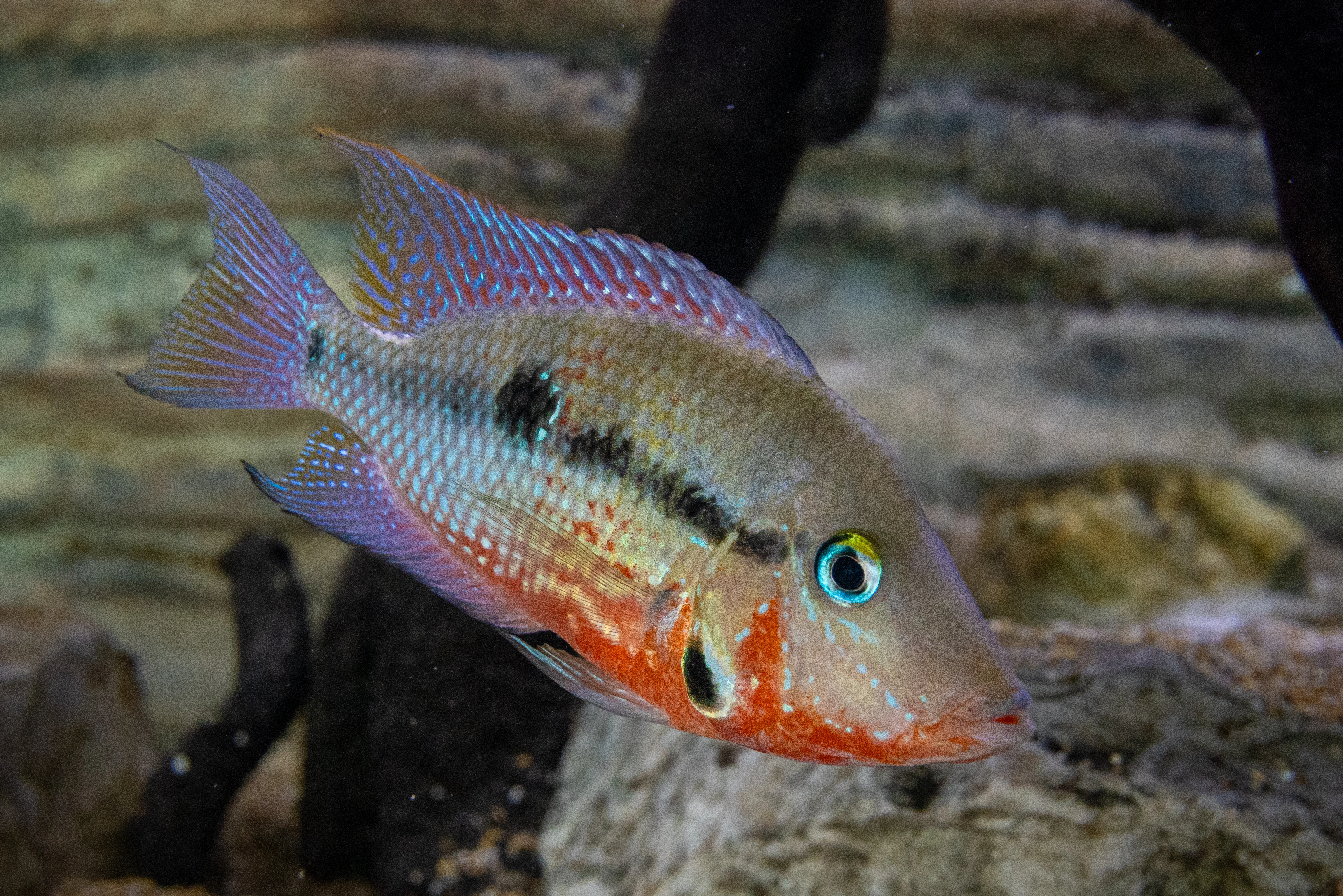 Unable to load img for "Firemouth Cichlid"