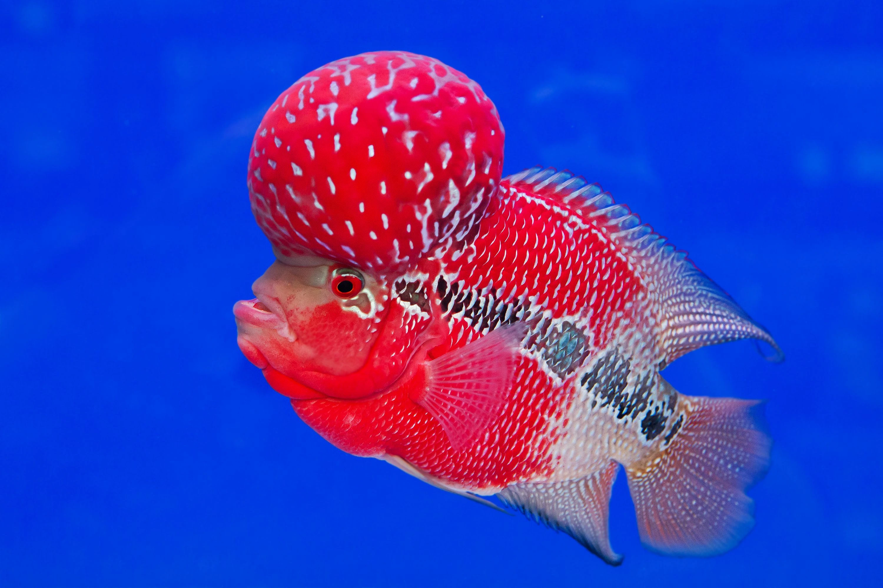 Unable to load img for "Flowerhorn Cichlid"