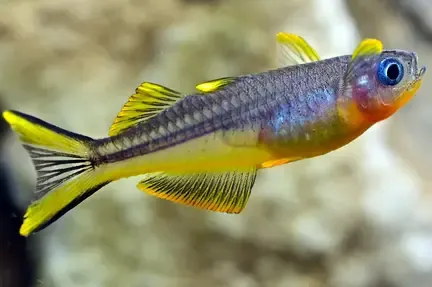 Unable to load img for "Forktail Blue Eye Rainbowfish"