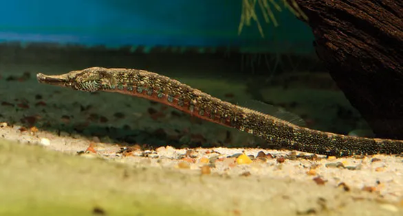 Unable to load img for "Freshwater Pipefish"