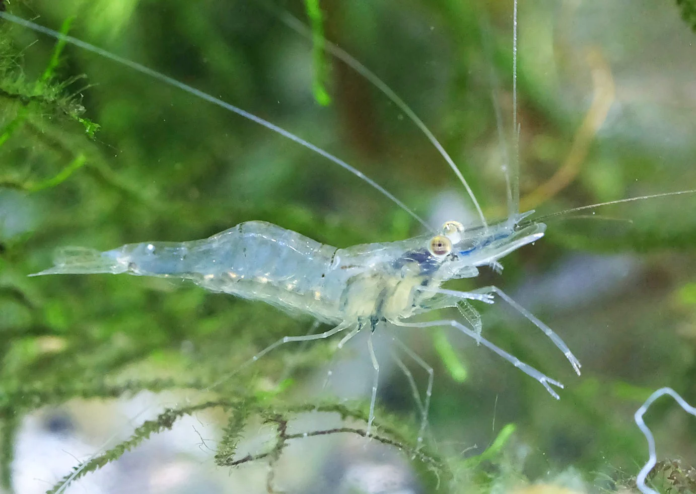 Unable to load img for "Ghost Shrimp"