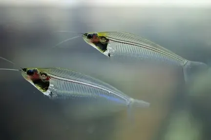 Unable to load img for "Glass Catfish"