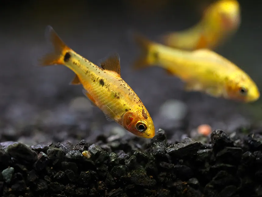 Unable to load img for "Gold Barb"