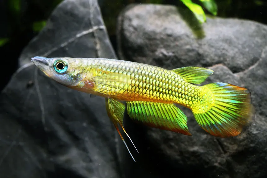 Unable to load img for "Golden Wonder Killifish"