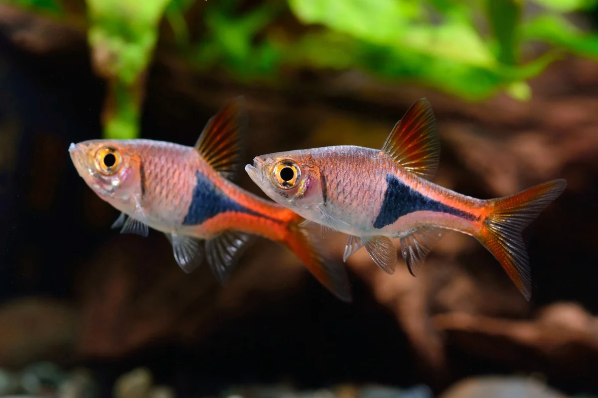 Unable to load img for "Harlequin Rasbora"