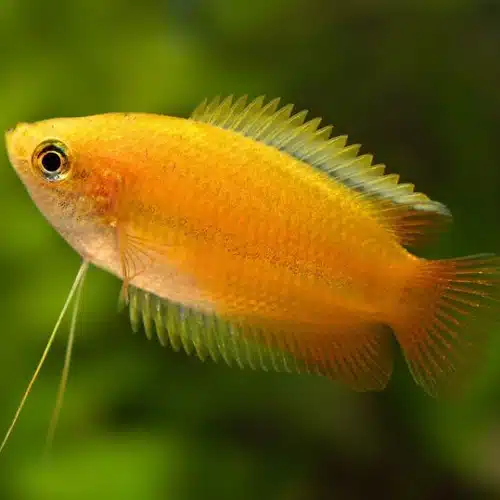 Unable to load img for "Honey Gourami"