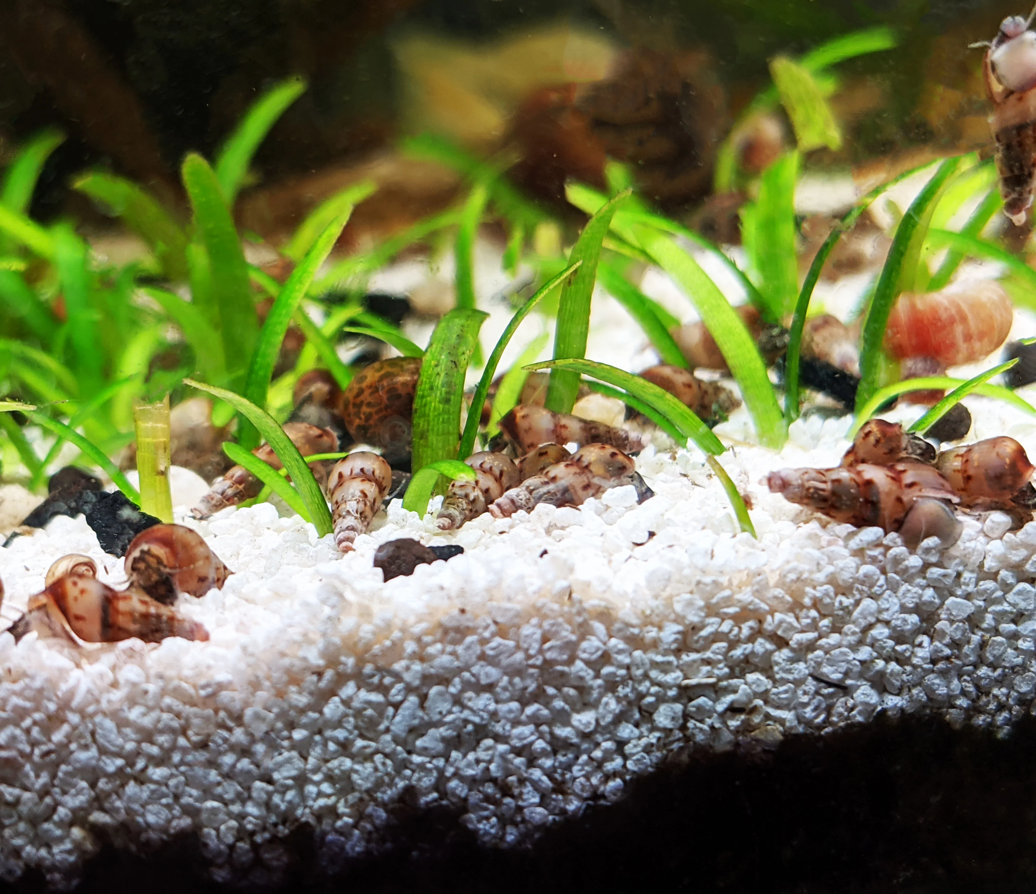 Unable to load img for "Malaysian Trumpet Snail"