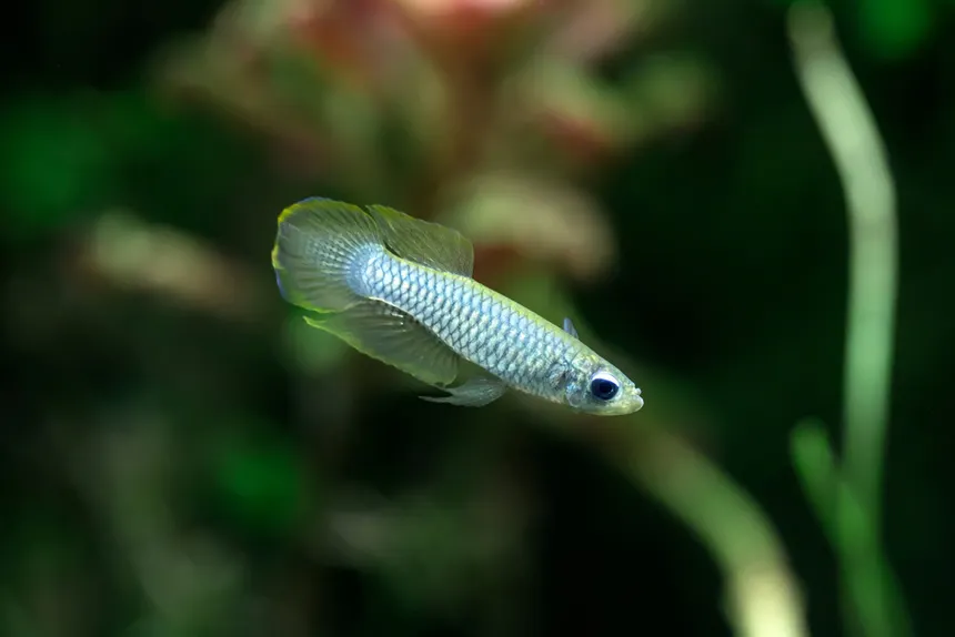 Unable to load img for "Norman's Lampeye"