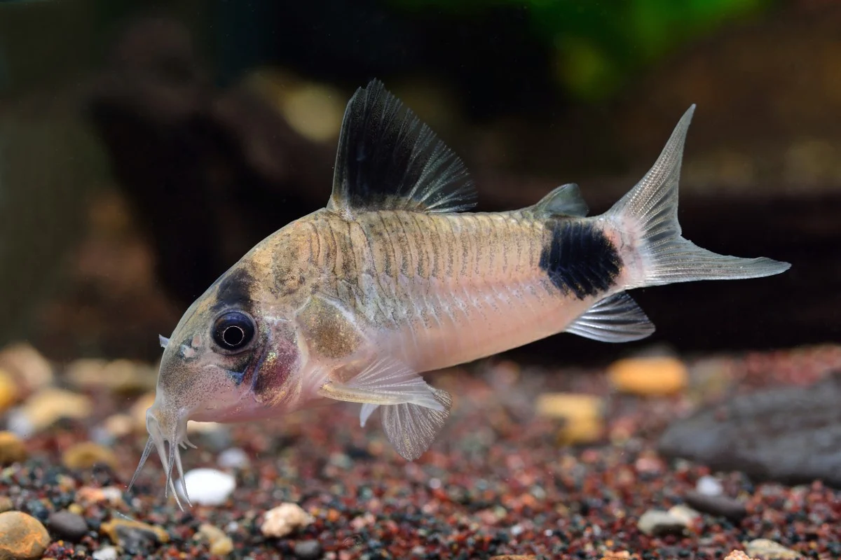 Unable to load img for "Panda Corydoras"