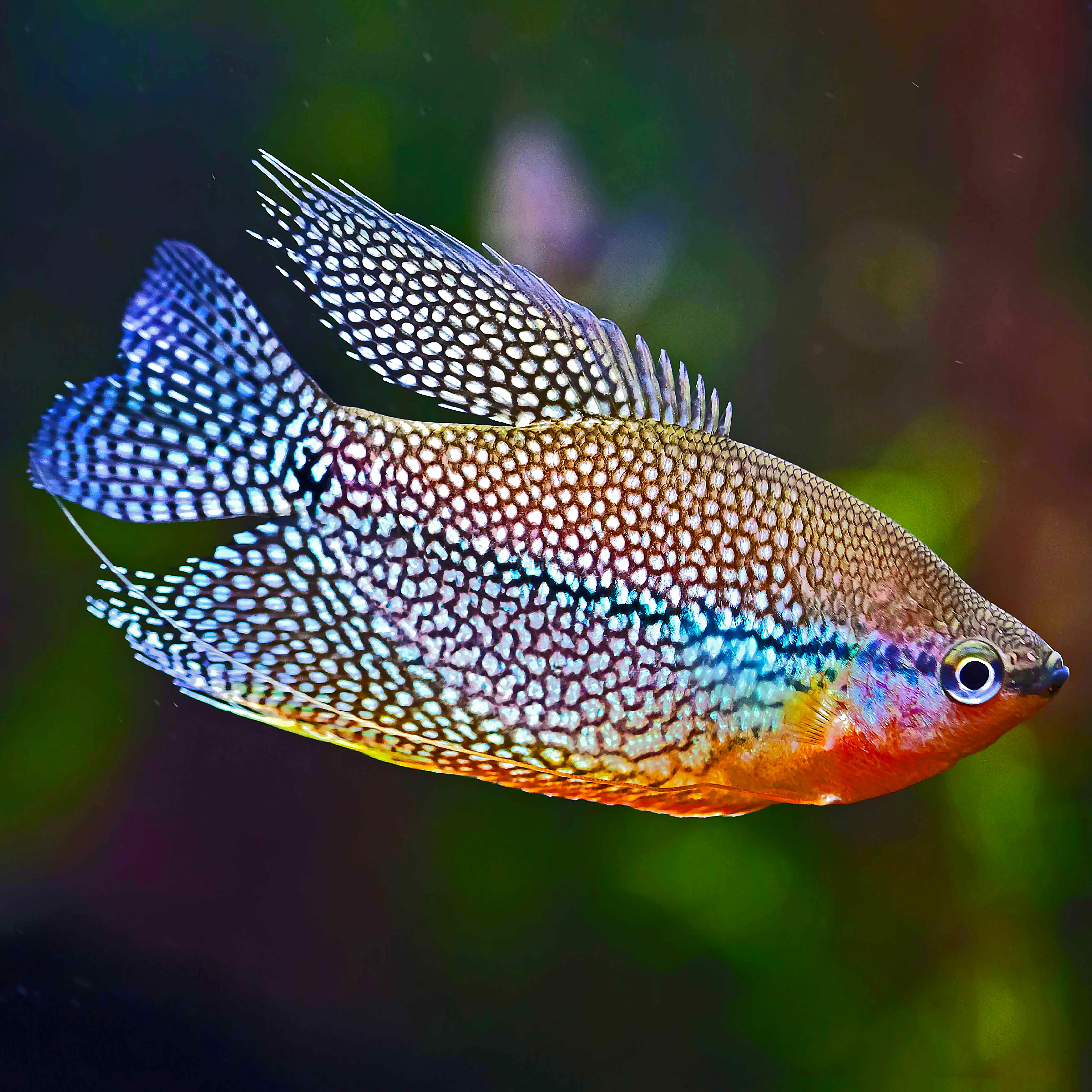 Unable to load img for "Pearl Gourami"