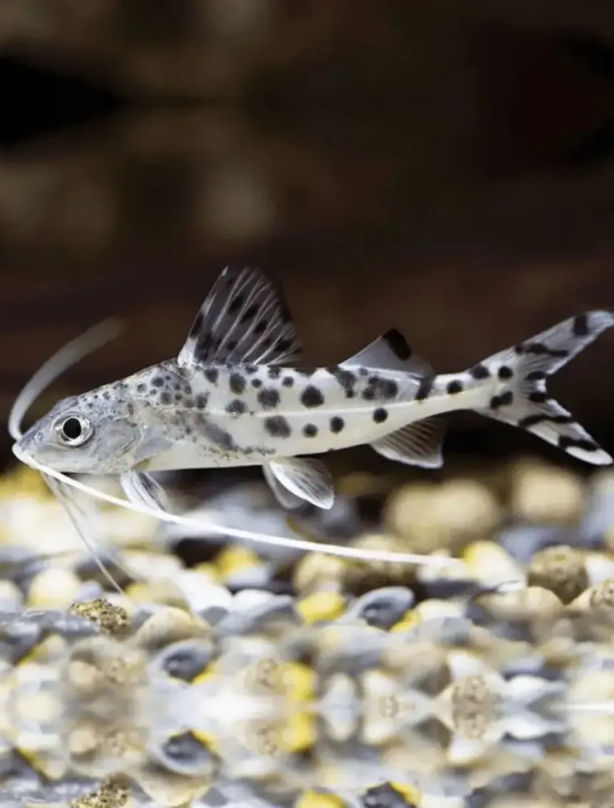 Unable to load img for "Pictus Catfish"