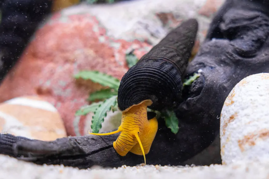 Unable to load img for "Rabbit Snail"