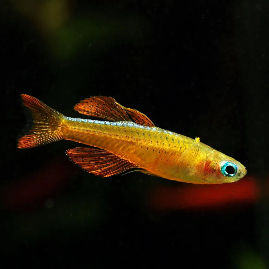 Unable to load img for "Red Neon Blue Eye Rainbowfish"