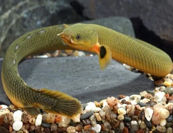 Unable to load img for "Rope Fish"