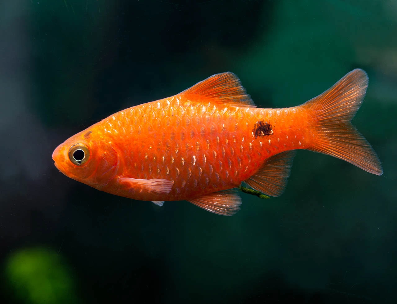 Unable to load img for "Rosy Barb"