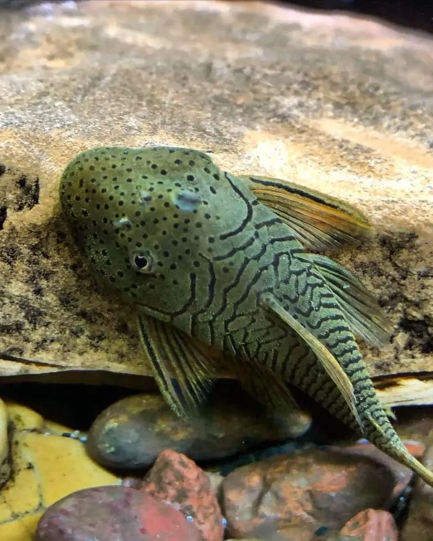 Unable to load img for "Rubber Lip Pleco"