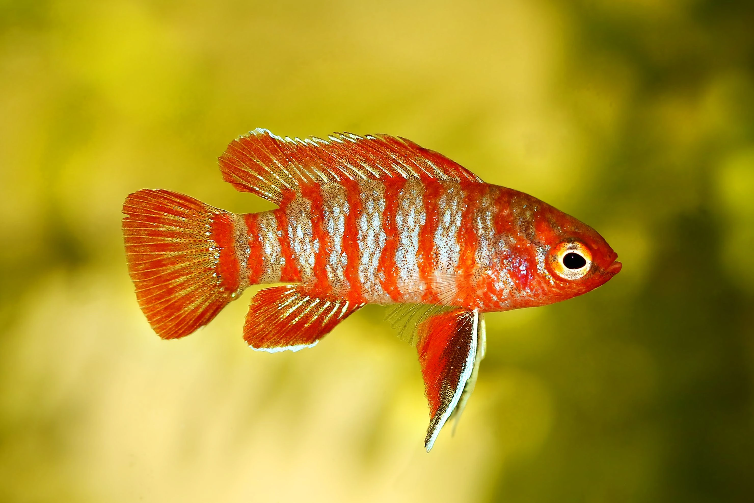 Unable to load img for "Scarlet Badis"