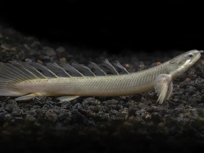 Unable to load img for "Senegal Bichir"