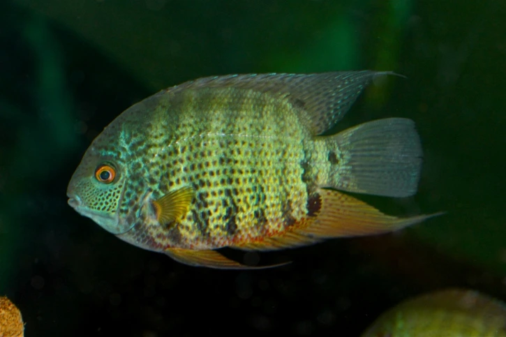 Unable to load img for "Severum Cichlid"
