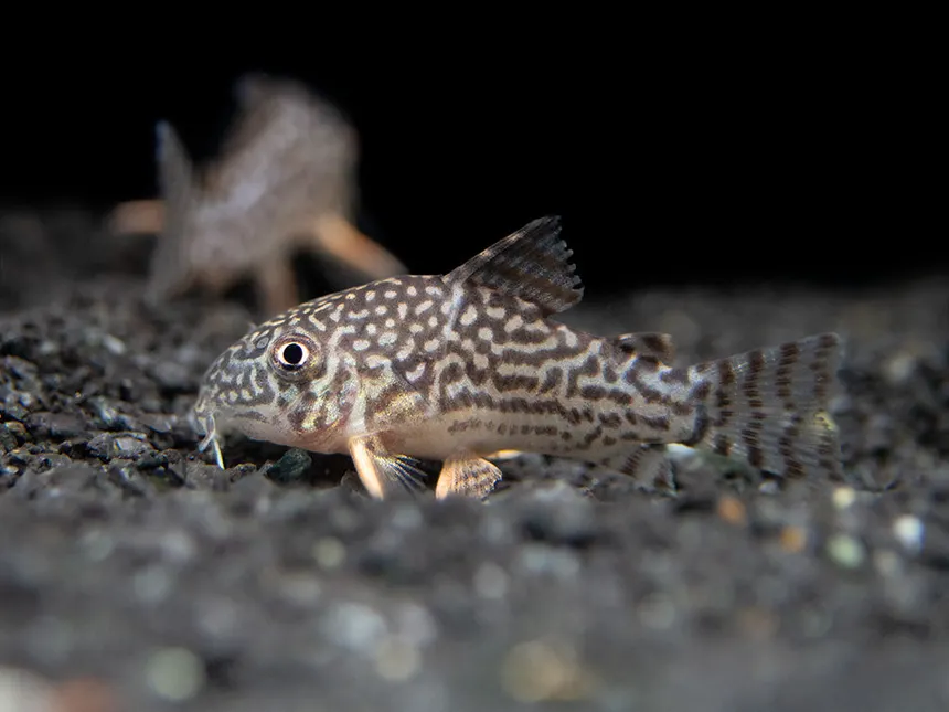 Unable to load img for "Sterbai Corydoras"