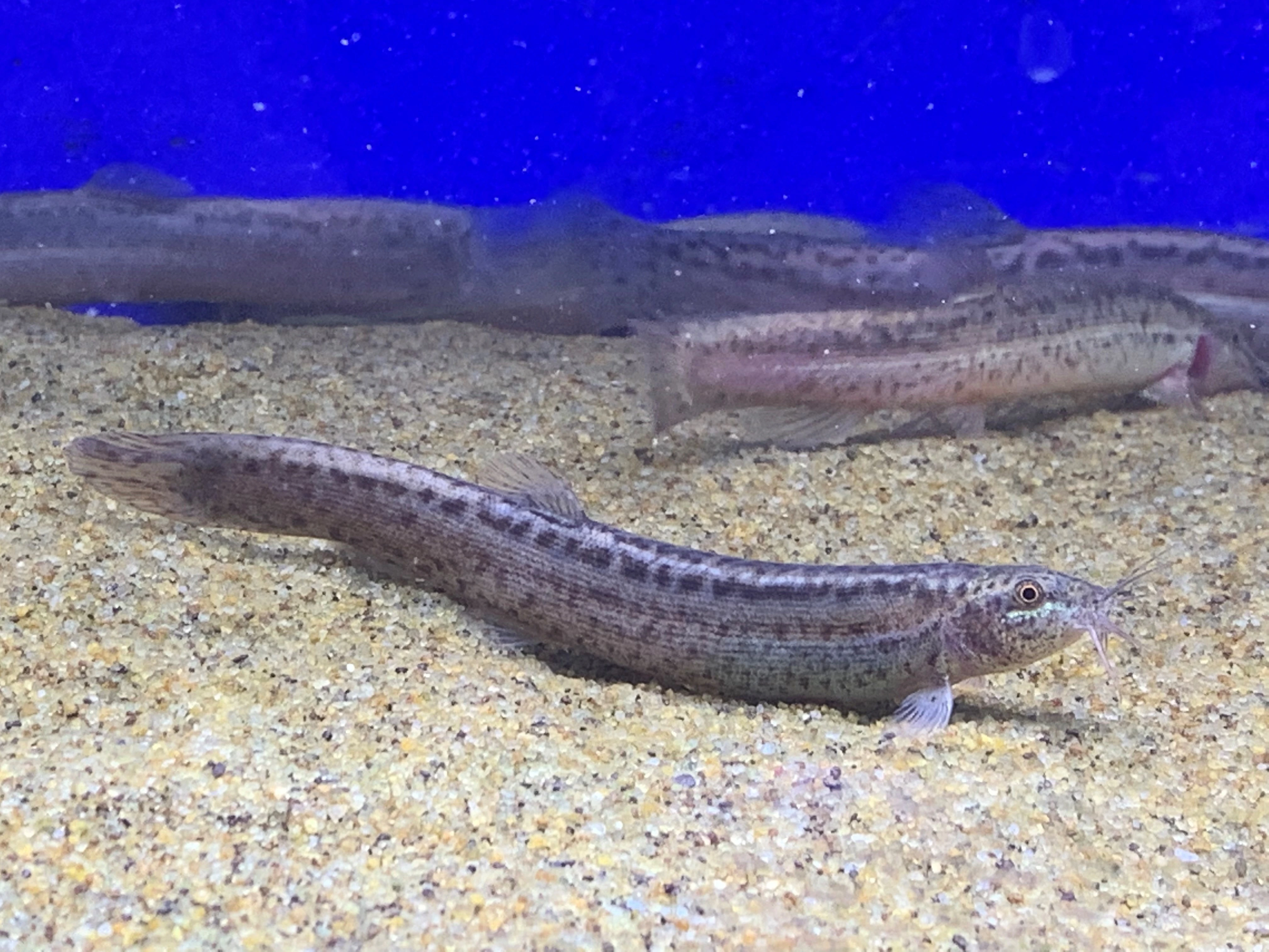 Unable to load img for "Weather Loach"